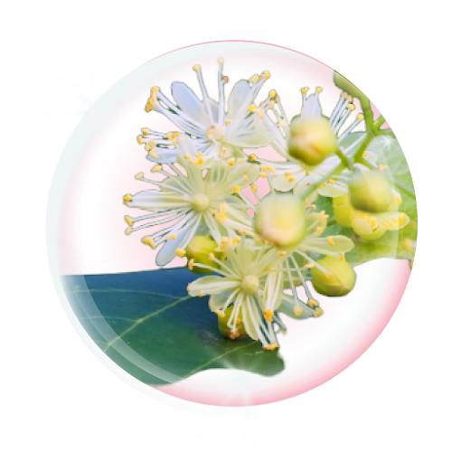 Japanese Knotweed Extract