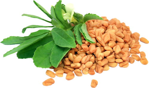 Fenugreek