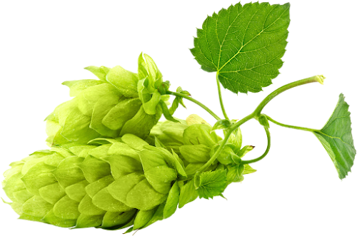 Hops