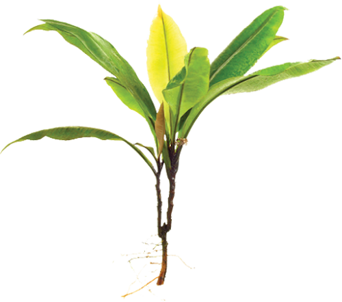 Kacip Fatimah