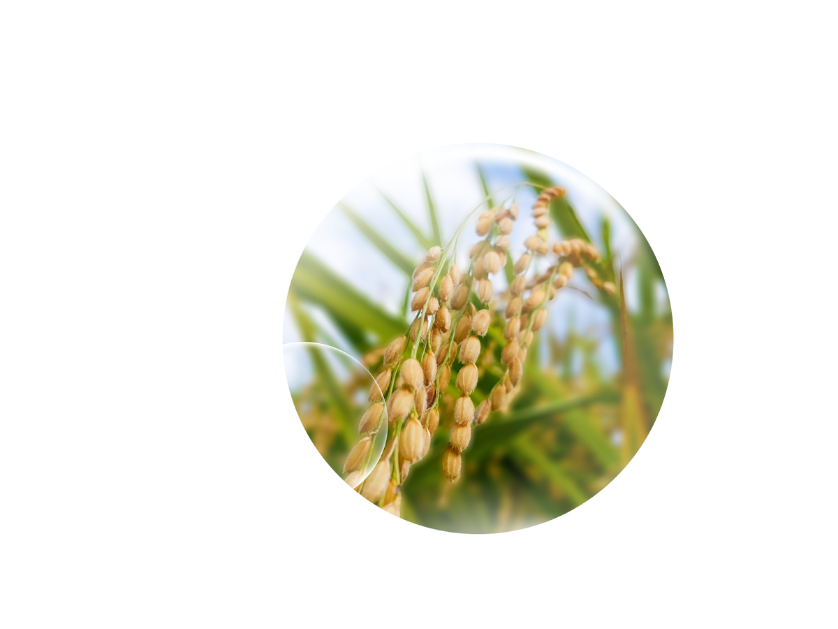 Oryza Polyamine